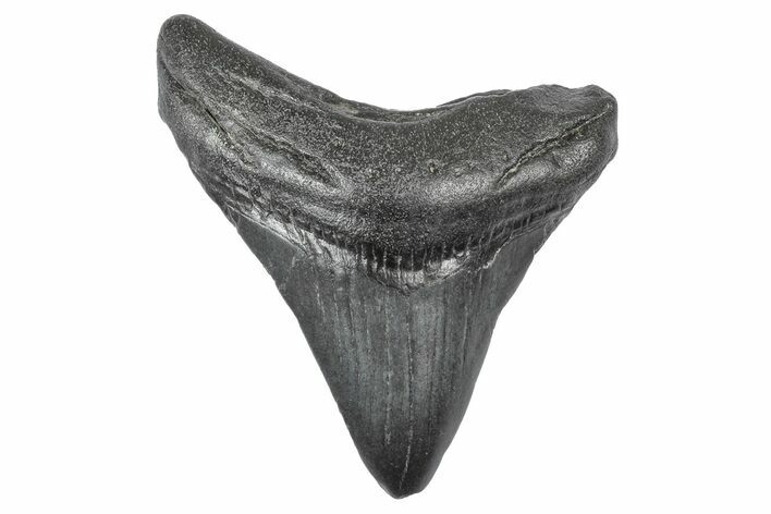Juvenile Megalodon Tooth - South Carolina #340504